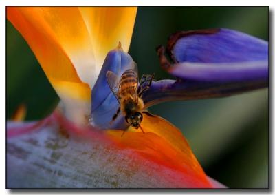 Bee and Bird