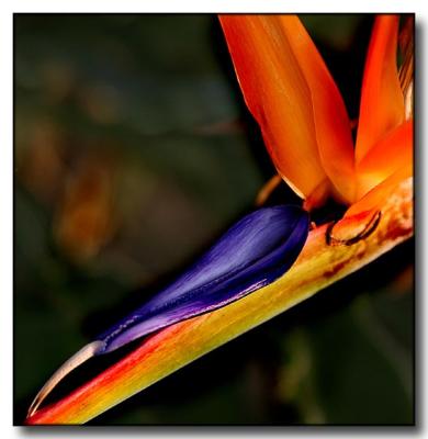 Bird of Paradise