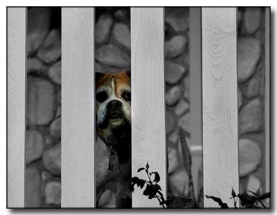 Watch Dog