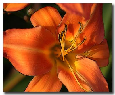 Orange Flower