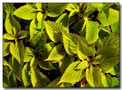 Leaves