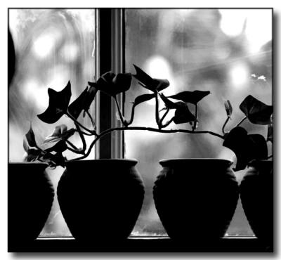Pots & Ivy