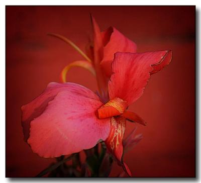 Red on Red
