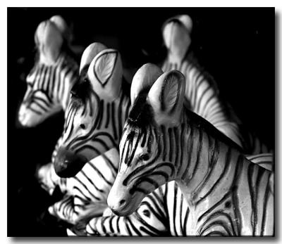 Zebras