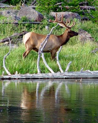 Elk Reflection