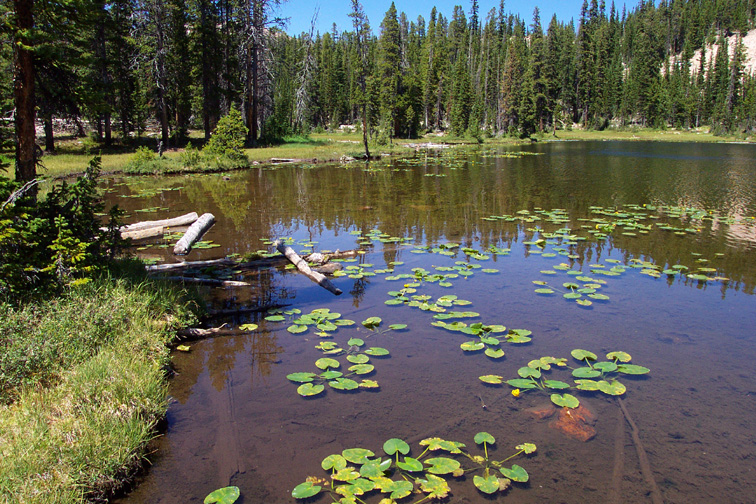 Lillies of Bud Lake