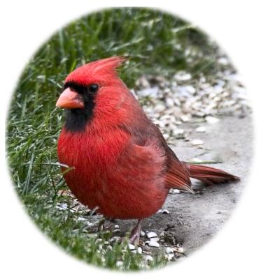 male cardinaloval4pbase.jpg