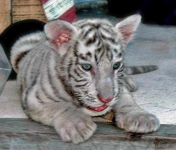 tiger cub.jpg