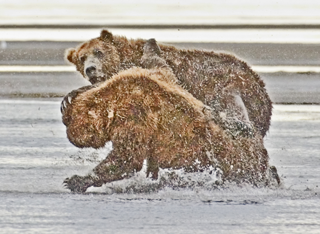 bear takedown.jpg