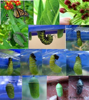 monarch metamorphosis composite