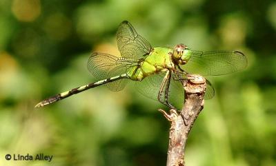 great pondhawk