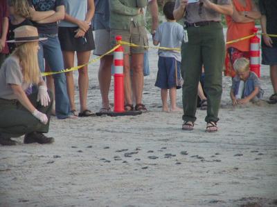 ridley turtle release aug 9