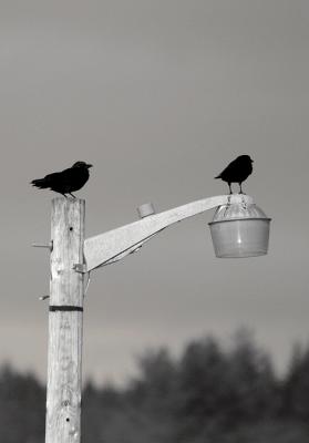 Pearched Blackbirds in Sepia
