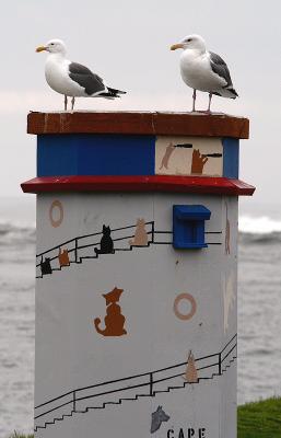 Seagulls on Cat Lookout