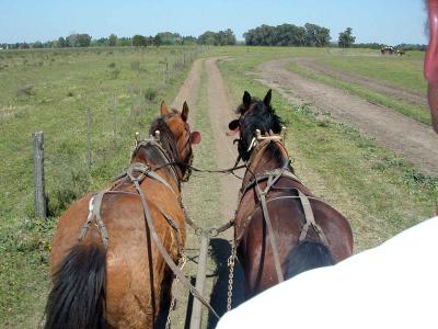 Ranch - Sulky Ride
