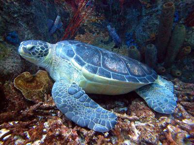 Giant Green Turtle