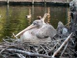 African Pink Backed Pelican on nest