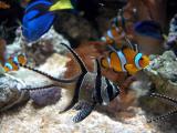 Bangai Cardinalfish and friends