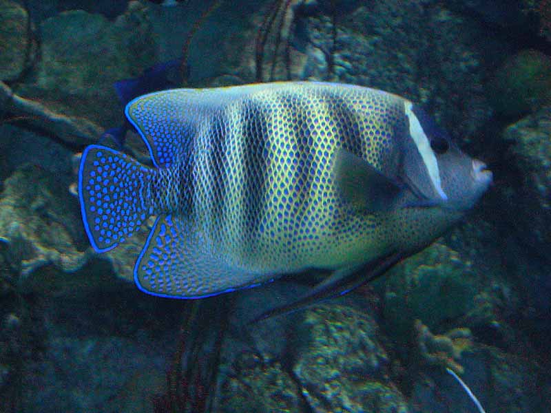 7 banded Angelfish