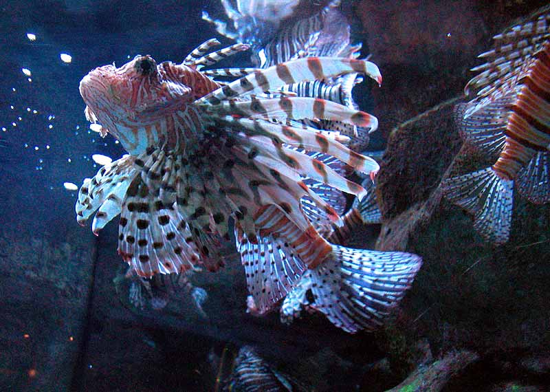 Lion Fish