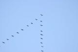 migrating geese.jpg