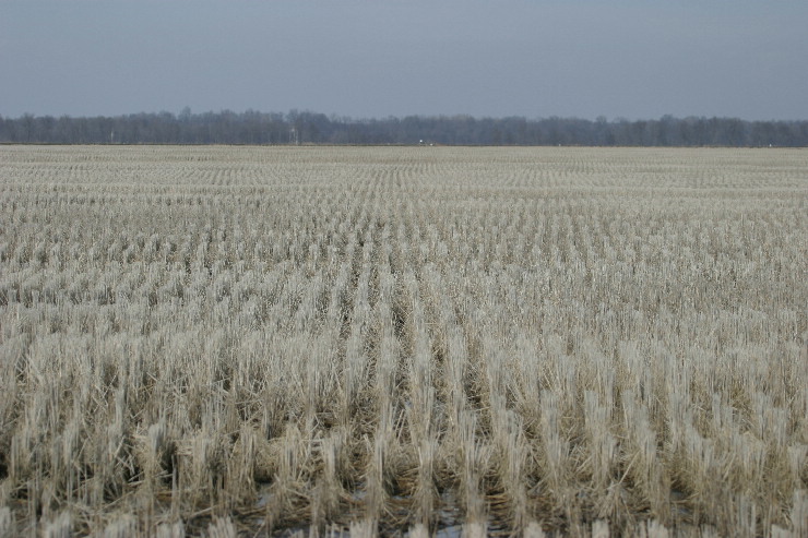 rice field.jpg