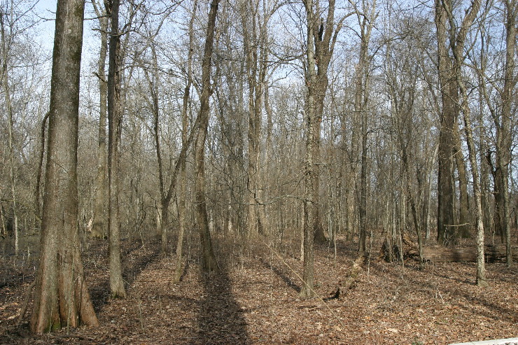 woods.jpg