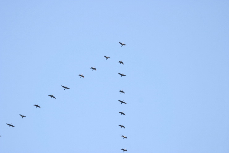 migrating geese.jpg