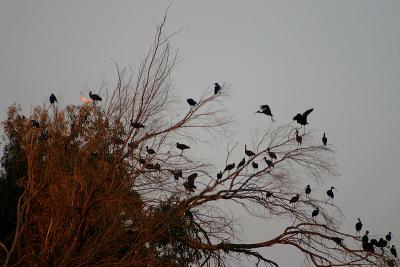 Like Birds On A Tree