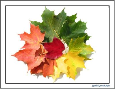 u36/yardbird/medium/34533240.leaf1.jpg