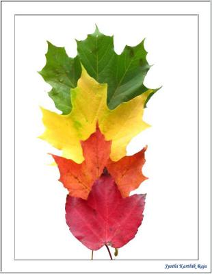 u36/yardbird/medium/34533251.leaf3.jpg