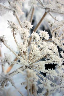 frostedsalsify2.jpg