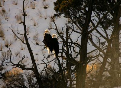 Pair of Eagles 11-03