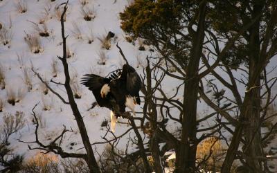 Pair of Eagles - Yellowstone 11-03