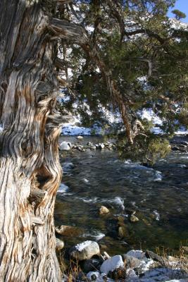 Tree by the Gardiner River 11-03