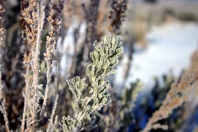 Frosted Sage 11-03