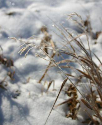 Winter Grass 11-03
