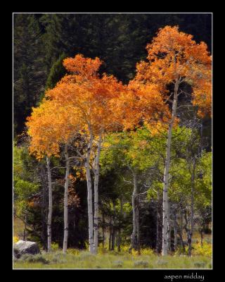 Aspen on Chief Joseph Highway 9-04