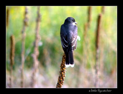 7-04-littleflycatcher.jpg