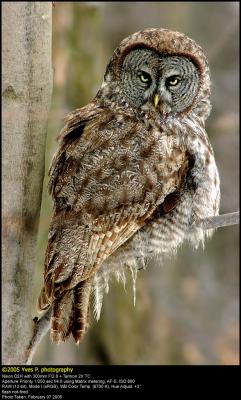 Great Grey Owl ...