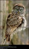 Great Grey Owl ...