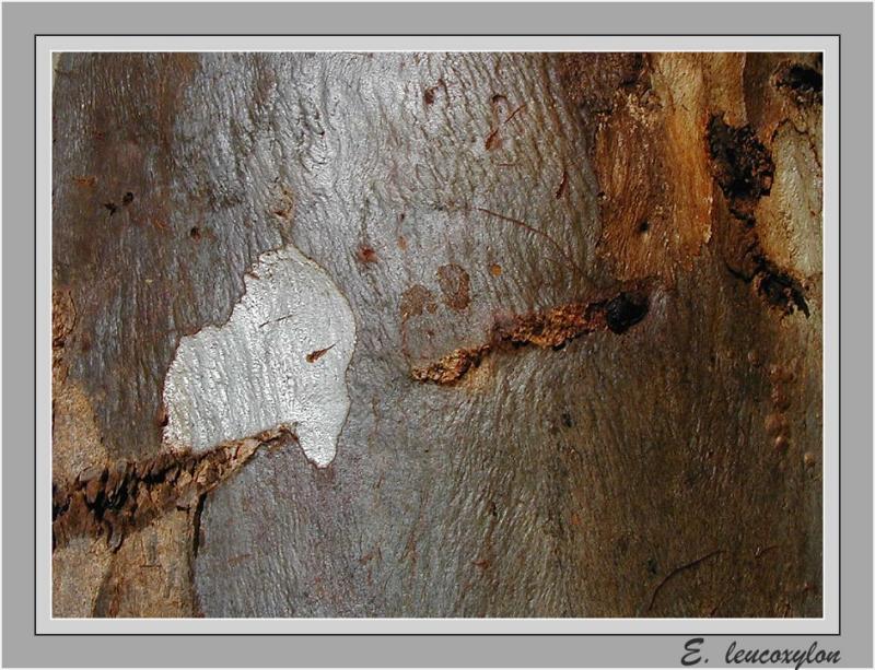 Ants on tree trunk