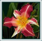 Dk red daylily