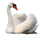 swan copy.gif