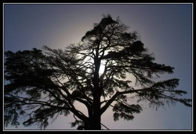 The Old Tree