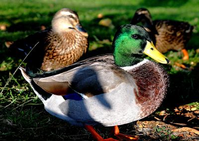 hawaii_kai_ducks