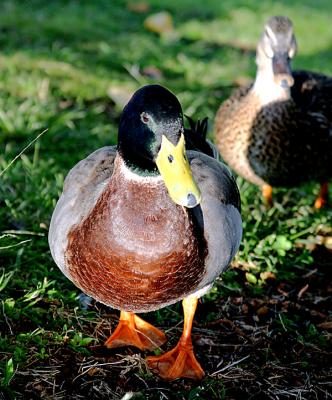 HK_ducks_8d.jpg