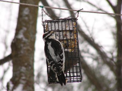 Downey Woodpecker 