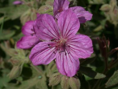 Sticky Geranium