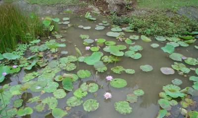 DSC00530.jpg